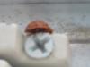 <img100*0:stuff/z/169023/Ladybug/i1263421698_22.jpg>