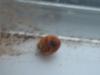 <img100*0:stuff/z/169023/Ladybug/i1263421698_23.jpg>