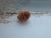 <img100*0:stuff/z/169023/Ladybug/i1263421698_24.jpg>