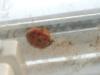 <img100*0:stuff/z/169023/Ladybug/i1263421698_25.jpg>