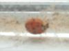 <img100*0:stuff/z/169023/Ladybug/i1263421698_26.jpg>