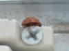 <img100*0:stuff/z/169023/Ladybug/i1263421698_27.jpg>