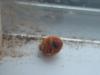 <img100*0:stuff/z/169023/Ladybug/i1263421698_28.jpg>
