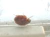 <img100*0:stuff/z/169023/Ladybug/i1263421698_29.jpg>