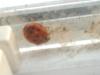<img100*0:stuff/z/169023/Ladybug/i1263421698_30.jpg>
