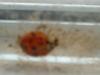 <img100*0:stuff/z/169023/Ladybug/i1263421698_31.jpg>