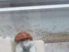 <img100*0:stuff/z/169023/Ladybug/i1263421698_32.jpg>