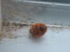 <img100*0:stuff/z/169023/Ladybug/i1263421699_33.jpg>