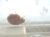 <img100*0:stuff/z/169023/Ladybug/i1263421699_34.jpg>