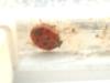 <img100*0:stuff/z/169023/Ladybug/i1263421699_35.jpg>