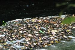 <img250*0:stuff/z/169023/Leaf%2520Stock/i1256083803_18.jpg>