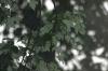 <img100*0:stuff/z/169023/Leaves%2520in%2520the%2520Rain/i1277239541_1.jpg>