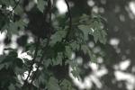 leaves in the rain
