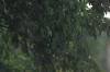 <img100*0:stuff/z/169023/Leaves%2520in%2520the%2520Rain/i1277239541_3.jpg>