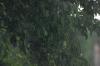 <img100*0:stuff/z/169023/Leaves%2520in%2520the%2520Rain/i1277239541_4.jpg>