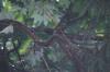 <img100*0:stuff/z/169023/Leaves%2520in%2520the%2520Rain/i1277239541_6.jpg>