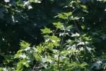 <img150*0:stuff/z/169023/Leaves.1/i1278614178_1.jpg>