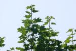 <img150*0:stuff/z/169023/Leaves.1/i1278614178_10.jpg>