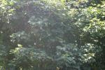 <img150*0:stuff/z/169023/Leaves.1/i1278614178_11.jpg>