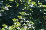 <img150*0:stuff/z/169023/Leaves.1/i1278614178_2.jpg>