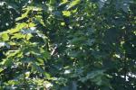 <img150*0:stuff/z/169023/Leaves.1/i1278614178_3.jpg>
