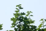 <img150*0:stuff/z/169023/Leaves.1/i1278614178_4.jpg>