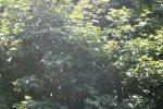 <img150*0:stuff/z/169023/Leaves.1/i1278614178_5.jpg>
