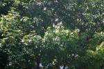 <img150*0:stuff/z/169023/Leaves.1/i1278614178_6.jpg>