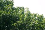 <img150*0:stuff/z/169023/Leaves.1/i1278614178_7.jpg>