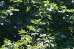 <img150*0:stuff/z/169023/Leaves.1/i1278614178_8.jpg>
