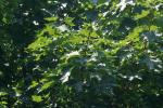 <img150*0:stuff/z/169023/Leaves.1/i1278614178_9.jpg>