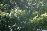 <img150*0:stuff/z/169023/Leaves.1/i1278614179_12.jpg>