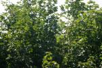 <img150*0:stuff/z/169023/Leaves.1/i1278614179_13.jpg>