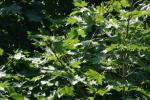 <img150*0:stuff/z/169023/Leaves.1/i1278614179_14.jpg>