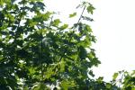 <img150*0:stuff/z/169023/Leaves.1/i1278614179_15.jpg>