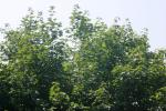 <img150*0:stuff/z/169023/Leaves.1/i1278614179_16.jpg>
