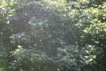 <img150*0:stuff/z/169023/Leaves.1/i1278614179_17.jpg>