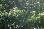 <img150*0:stuff/z/169023/Leaves.1/i1278614179_18.jpg>