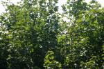 <img150*0:stuff/z/169023/Leaves.1/i1278614179_19.jpg>