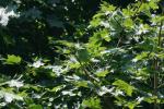 <img150*0:stuff/z/169023/Leaves.1/i1278614179_20.jpg>
