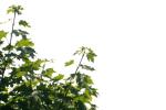 <img150*0:stuff/z/169023/Leaves.1/i1278614179_21.jpg>
