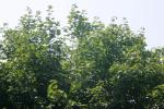 <img150*0:stuff/z/169023/Leaves.1/i1278614179_22.jpg>
