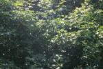 <img150*0:stuff/z/169023/Leaves.1/i1278614180_23.jpg>