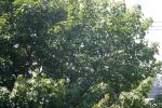 <img150*0:stuff/z/169023/Leaves.1/i1278614180_24.jpg>