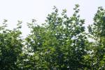 <img150*0:stuff/z/169023/Leaves.1/i1278614180_25.jpg>