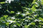 <img150*0:stuff/z/169023/Leaves.1/i1278614180_26.jpg>