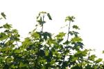 <img150*0:stuff/z/169023/Leaves.1/i1278614180_27.jpg>