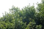 <img150*0:stuff/z/169023/Leaves.1/i1278614180_28.jpg>