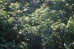 <img150*0:stuff/z/169023/Leaves.1/i1278614180_29.jpg>