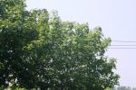 <img150*0:stuff/z/169023/Leaves.1/i1278614180_30.jpg>